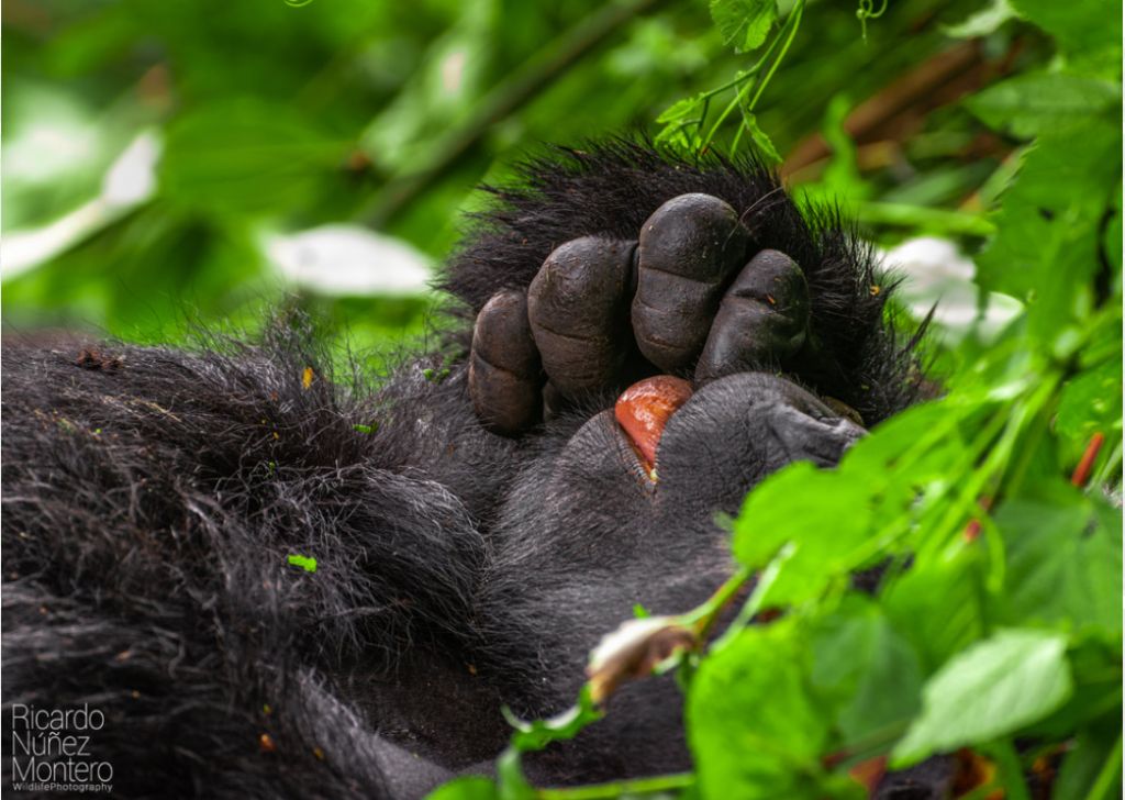 Rafiki odpočívá na zádech a nic nenasvědčuje tragické události